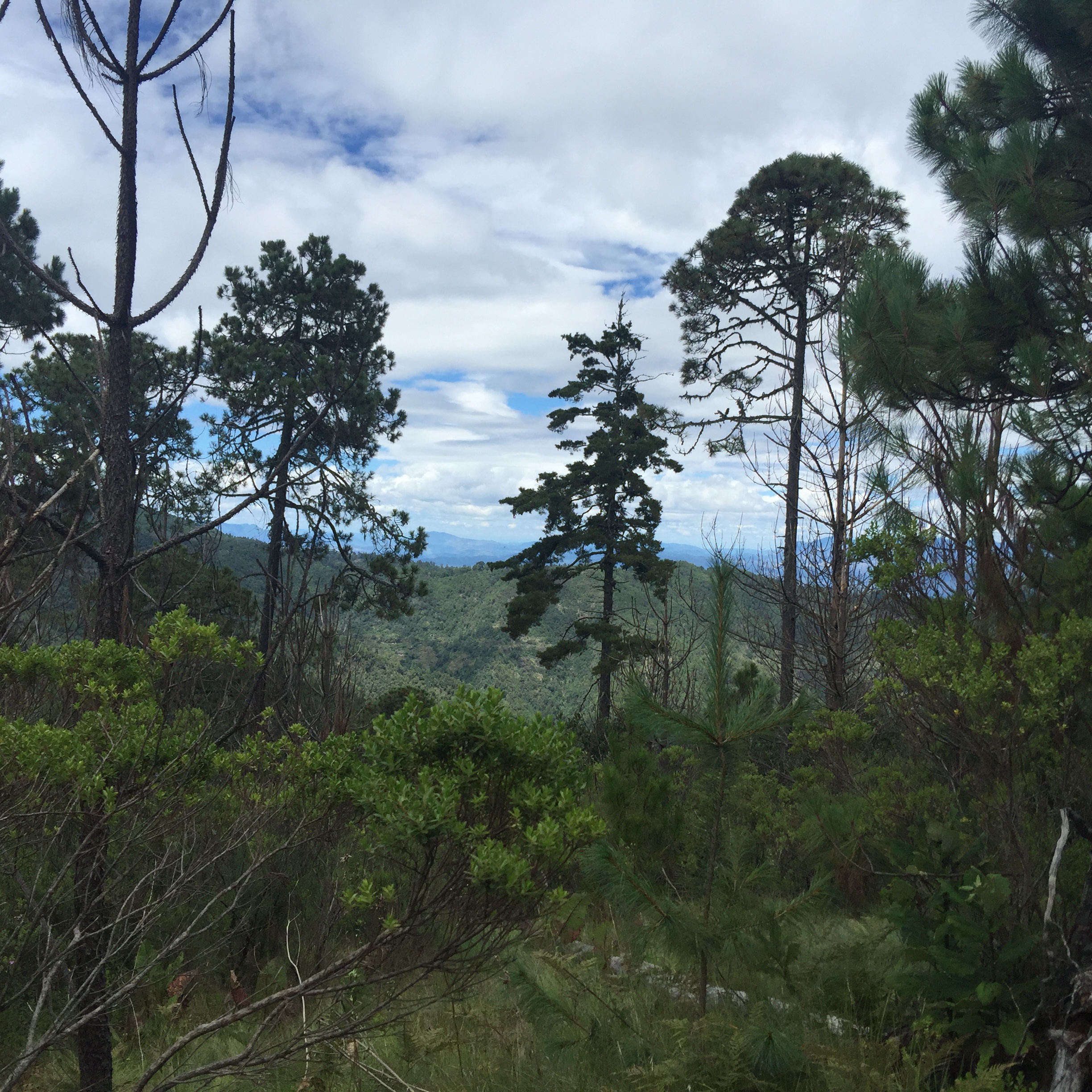 Desarrollo Sustentable