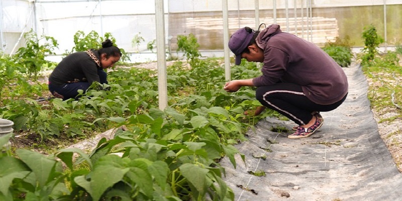 Innovación en cultivos